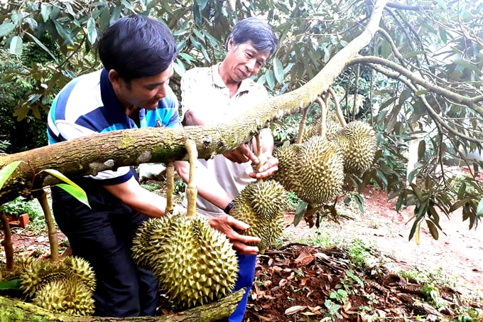 nong-dan-xa-dak-djrang-huyen-mang-yang-trong-sau-rieng-cho-thu-nhap-hang-ty-dong-105532_103.jpg Sầu riêng Gia Lai đủ tiêu chuẩn xuất khẩu.