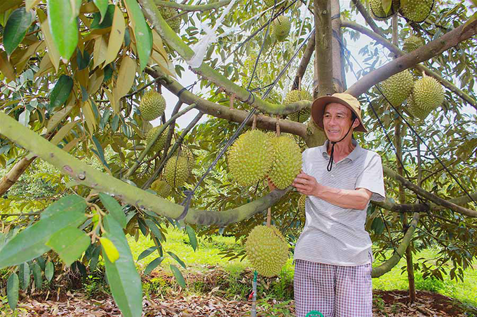 sau-rieng-duoc-xuat-khau-chinh-ngach-sang-trung-quoc-se-giup-nong-dan-co-nguon-thu-nhap-on-dinh-105717_868.jpg Vườn sầu riêng được xuất khẩu chính ngạch sang Trung Quốc.