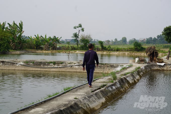 Hiện tại, gia đình ông Sự có 12 ao nuôi, trên diện tích 3 mẫu đất (khoảng 1000m2 Bắc Bộ), chủ yếu là thả nuôi cá giống truyền thống (trắm, trôi, mè, chép). Ảnh: Quốc Toản.