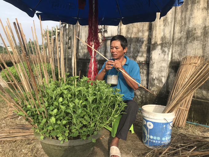 Anh Nguyễn Văn Tuấn đang cắm cọc cho 350 chậu cúc của mình. Ảnh: V.Đ.T.