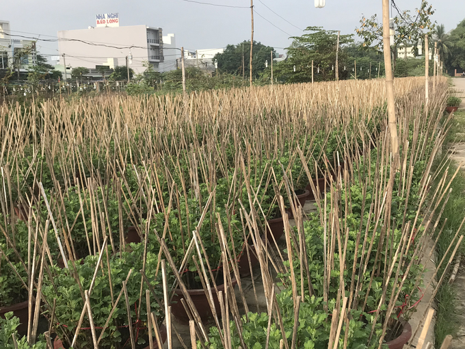 350 chậu cúc của anh Tuấn đã được cắm cọc đều tăm tắp. Ảnh: V.Đ.T.