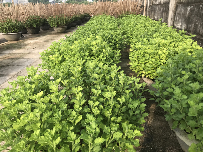 Những chậu cúc của anh Tuấn đang bị vàng lá, chậm phát triển. Ảnh: V.Đ.T.
