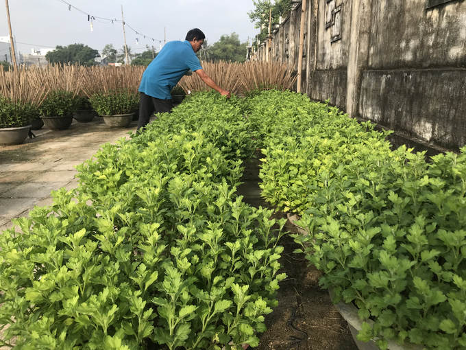 Anh Tuấn chăm sóc những chậu cúc đang bị bệnh. Ảnh: V.Đ.T.
