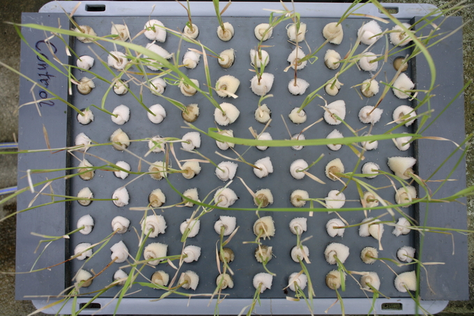 fao-kai-wiedenhoefer--samples-of-rice-seedlings-from-a-study-on-the-effects-of-cosmic-irradiation-on-rice-plants-in-the-joint-fao-iaea-agriculture-and-biotechnology-laboratory-100241_445.jpg Các mẫu cây lúa trong một nghiên cứu về ảnh hưởng của chiếu xạ tại Phòng thí nghiệm Công nghệ Sinh học và Nông nghiệp của FAO và IAEA. Công nghệ hạt nhân có thể giúp phát triển các giống cây trồng thích ứng tốt hơn với biến đổi khí hậu và giúp các nước dễ bị tổn thương đảm bảo an ninh lương thực. Ảnh: FAO