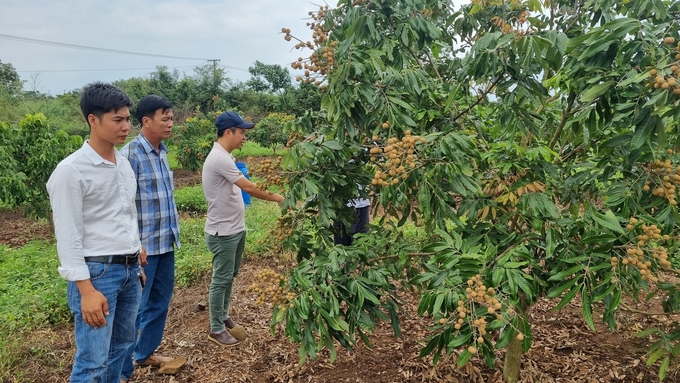 Longan is thriving in the land of Kong Chro.