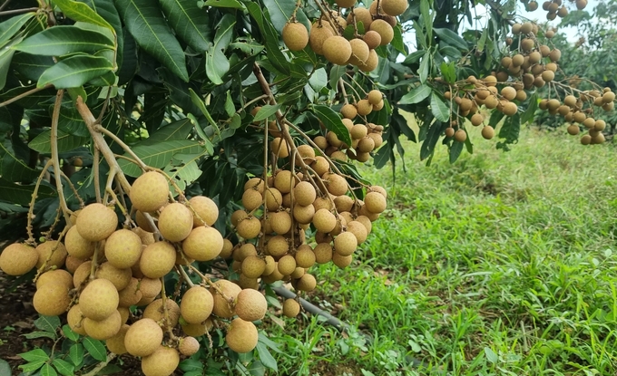 Kong Chro longan gives large fruits with thick and sweet flesh and is popular with many people.