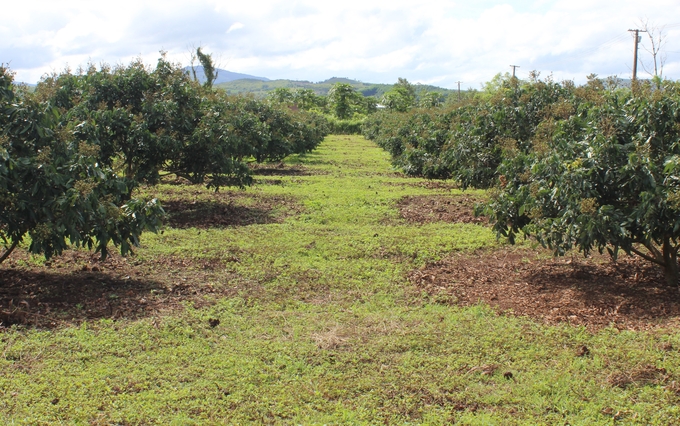 Longan is expanding its area, aiming for export.