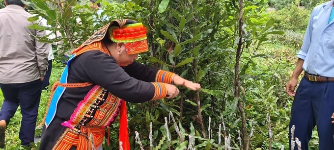 Growing macadamia is becoming a new direction for forestry production in Dien Bien. Photo: SH.