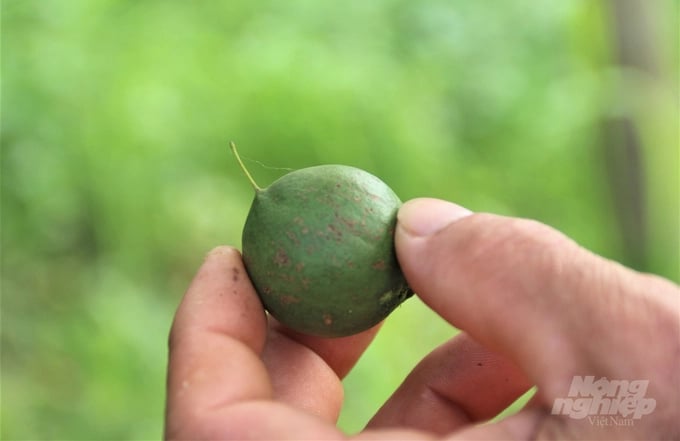 The older the macadamia tree is, the higher the yield will be. Photo: Vo Viet.