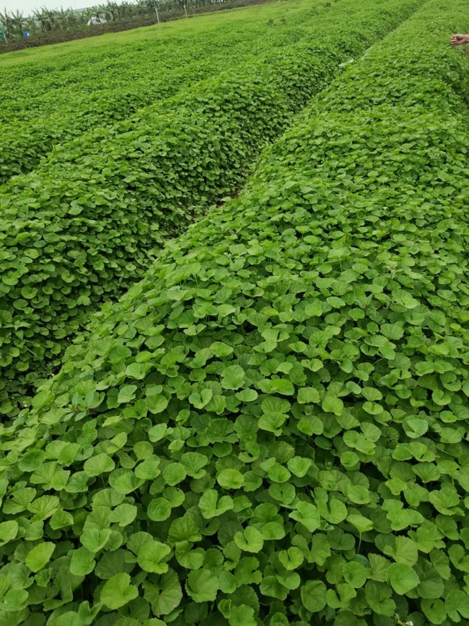 986d8905f2aa24c2f5d480ce45e72587-085442_966.jpg Những luống rau má của Công ty CP Nông nghiệp GIGAHERBS Việt Nam. Ảnh: Nhân vật cung cấp.