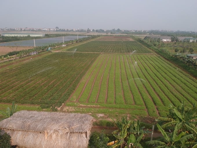 a1cc4b2796e6d97ad98c762d33bf88a3-085441_438.jpg Vùng trồng nguyên liệu của Công ty CP Nông nghiệp GIGAHERBS Việt Nam. Ảnh: Nhân vật cung cấp.