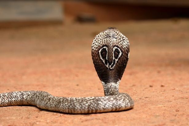 0_south-asian-cobra-or-spectacles-in-sri-lanka-083954_85.jpg Huyện Jashpur- nơi vụ việc hi hữu vừa xảy ra, khu vực được biết đến là địa bàn sinh sống của hơn 200 loài rắn.