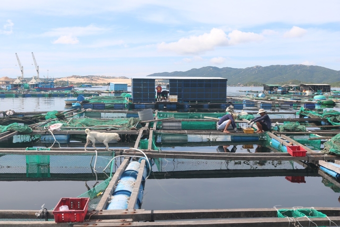 Lồng bè nuôi tôm hùm chủ yếu làm bằng gỗ tre không thích ứng với thiên tai. Ảnh: KS.