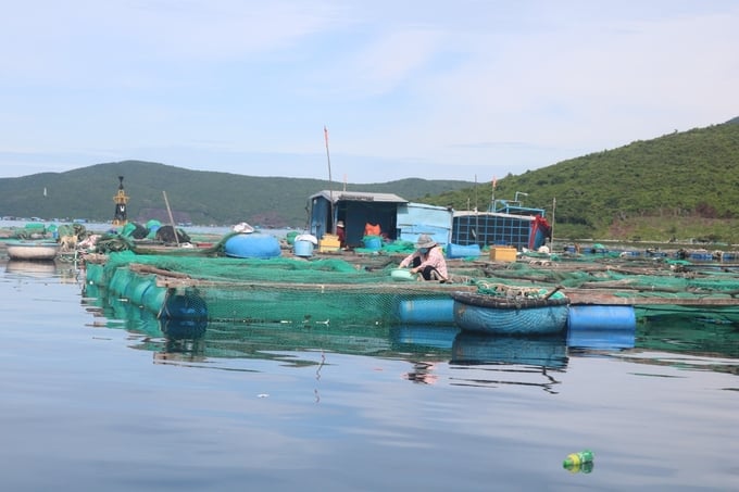 Nam Trung bộ được xem là thủ phủ nuôi tôm hùm. Ảnh: KS.