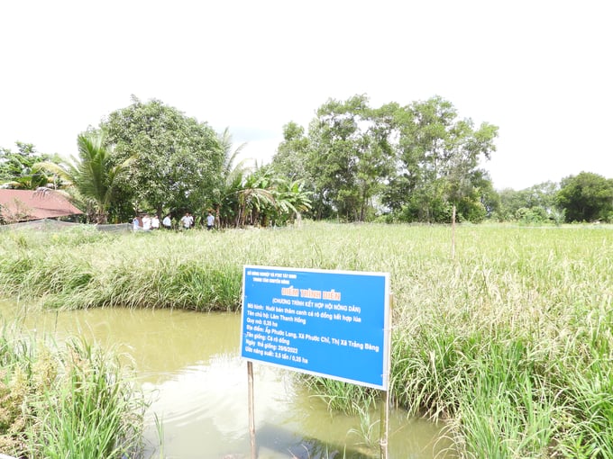 dscn6015-102040_967.jpg Mô hình lúa - rô đồng của anh Lâm Thanh Hồng tại xã biên giới Phước Chỉ. Ảnh: Trần Trung.