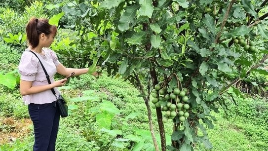 Dien Bien has tested all 13 macadamia lines recognized by the Ministry of Agriculture and Rural Development. Photo: SH.