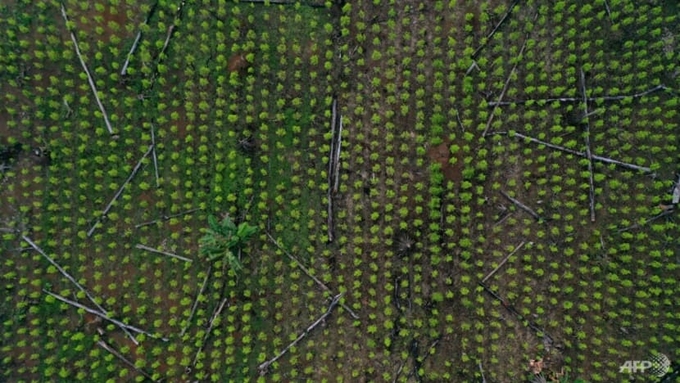 An aerial view of a coca field and remains of deforested trees in Guaviare department, Colombia in Nov 202 Photo: AFP