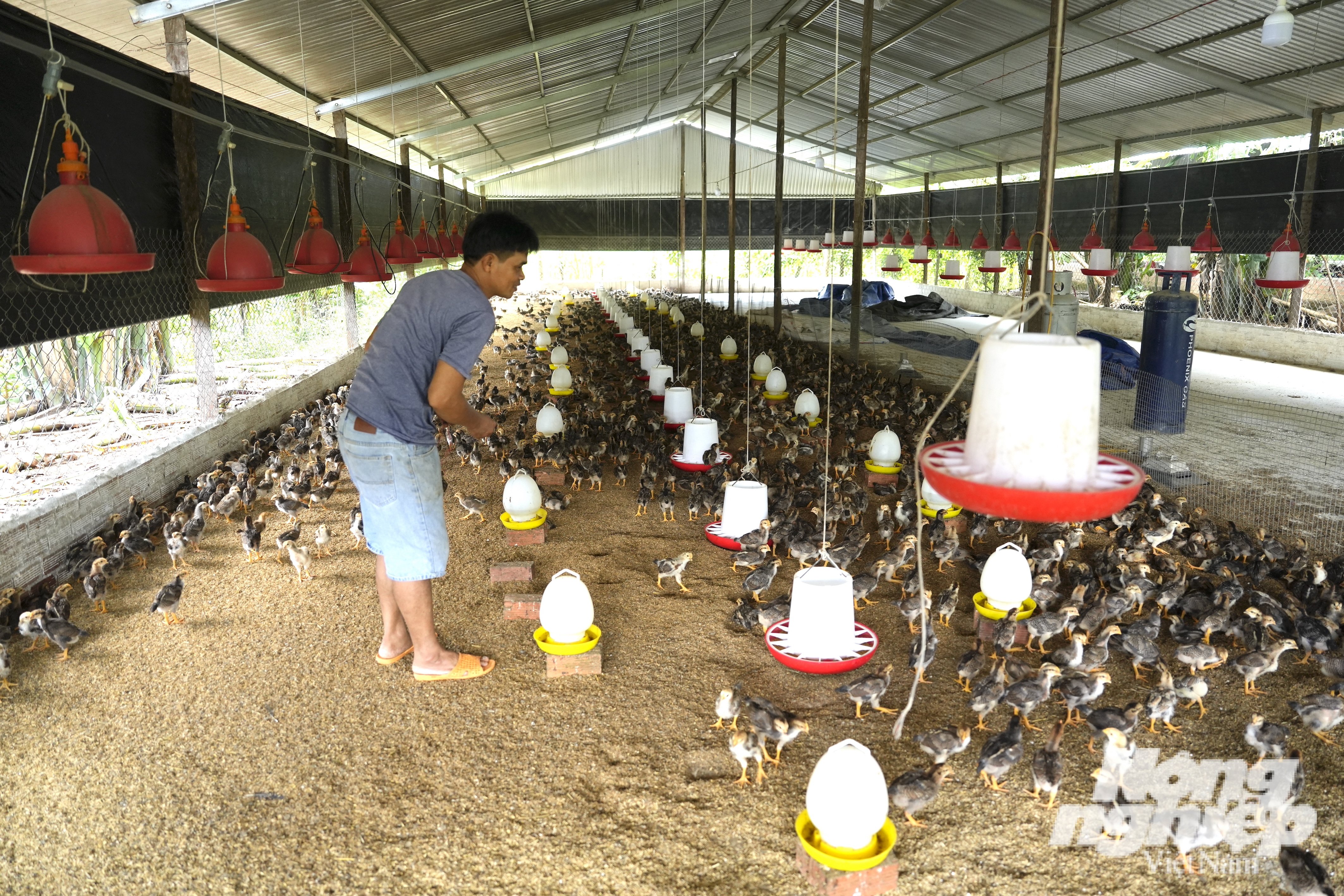 Đàn gà 15 ngày tuổi của anh Nguyễn Anh Tuấn vừa trải qua giai đoạn úm. Ảnh: Hồng Thuỷ.