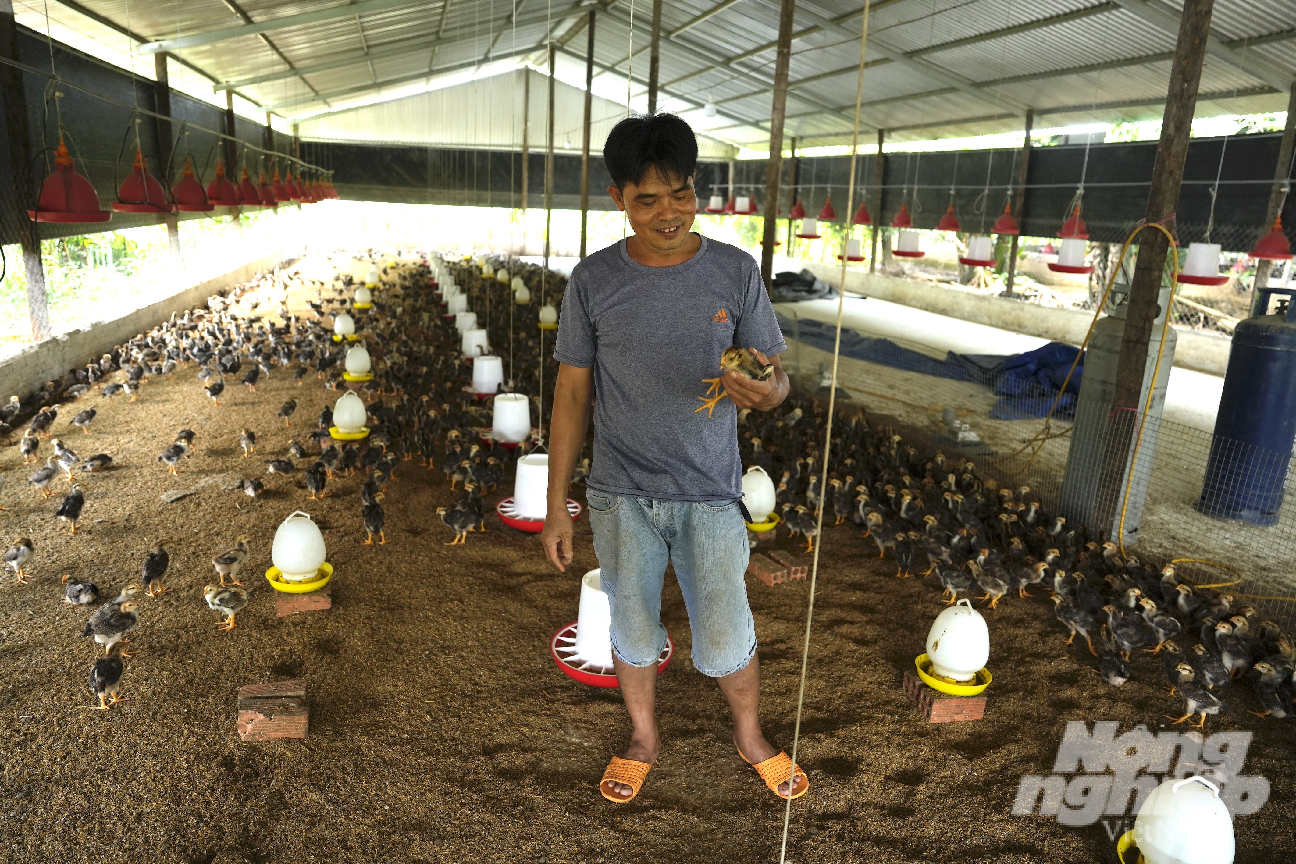 Anh Tuấn cho biết, giai đoạn úm gà con rất quan trọng bởi sẽ ảnh hưởng đến cả quá trình sinh trưởng của con gà sau này. Ảnh: Hồng Thuỷ.