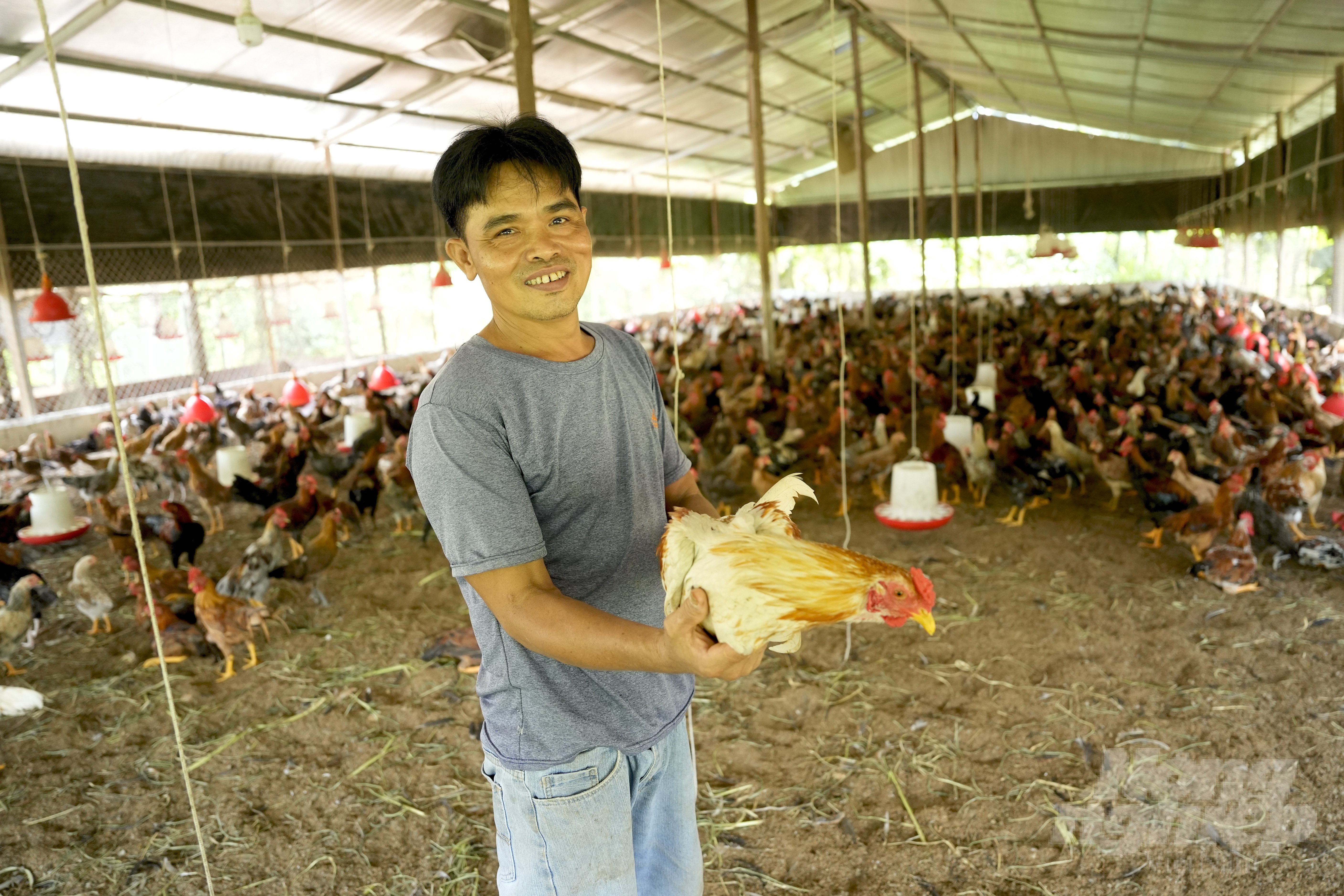 dsc0407-105149_967.jpg Đây là chuồng gà Minh Dư gần 3 tháng tuổi, đạt trọng lượng khoảng 2,5kg, chuẩn bị xuất chuồng được ảnh Tuấn sử dụng tỏi để phòng, chữa bệnh. Ảnh: Hồng Thủy.