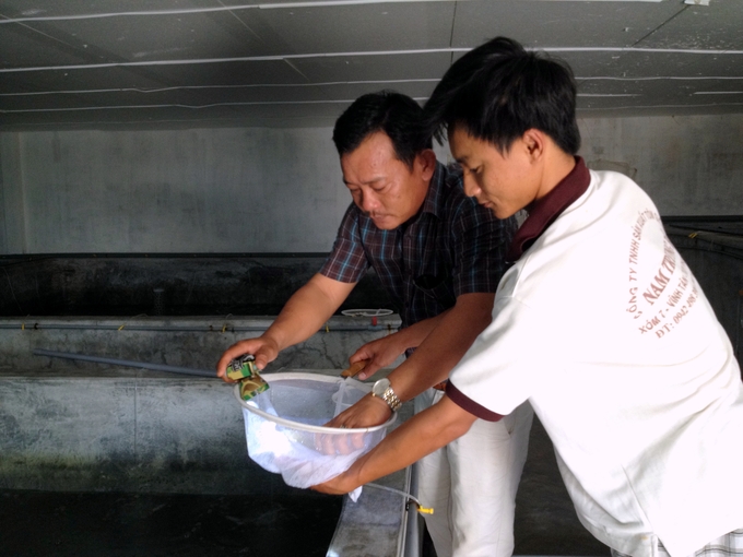 2-082834_613.jpg Tôm giống Bình Thuận được xác định là sản phẩm lợi thế phục vụ mục tiêu chiến lược về phát triển ngành tôm Việt Nam. Ảnh: MV.