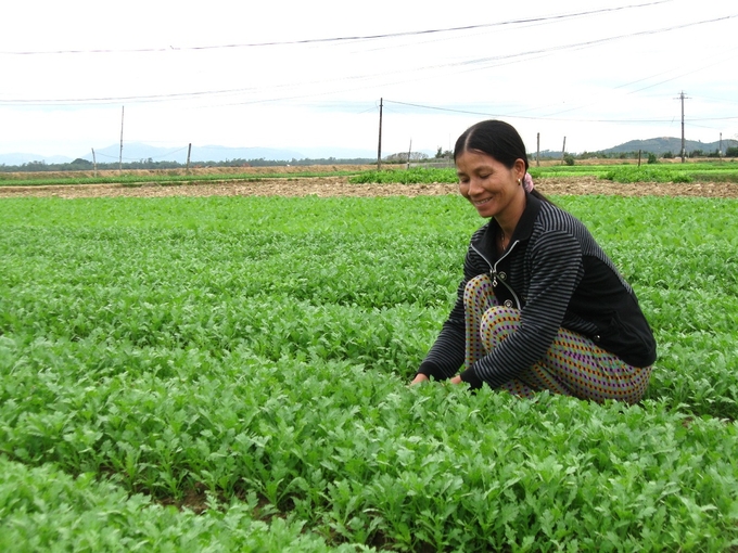 The owners of gardens and farms in Tay Son district are very excited to develop an agricultural economy associated with the experience tourism business. Photo: V.D.T.