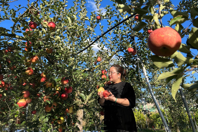 Ms. Nguyen Thi Co, Chairman of the Board of Directors of Vinacopper next to Korean organic apple trees that can grow in Vietnam.