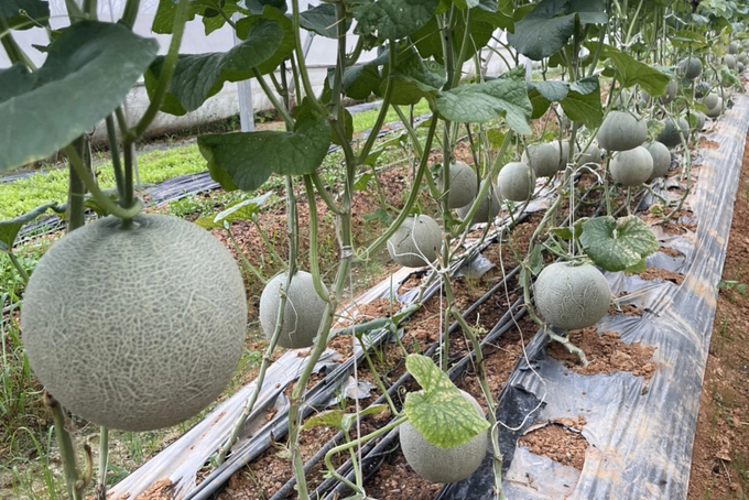 Vinacopper's agro-products currently focus on the high-end market segment.