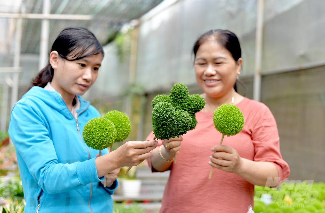 Những năm gần đây, gia đình bà Vũ Thị Thu (xã Tân Nghĩa, huyện Di Linh, Lâm Đồng) gặt hái thành công với các sản phẩm cây, hoa trang trí. Đặc biệt, gia đình bà Thu đã ươm hạt thanh long để tạo nên những chậu cảnh mini bắt mắt, thu hút người tiêu dùng.