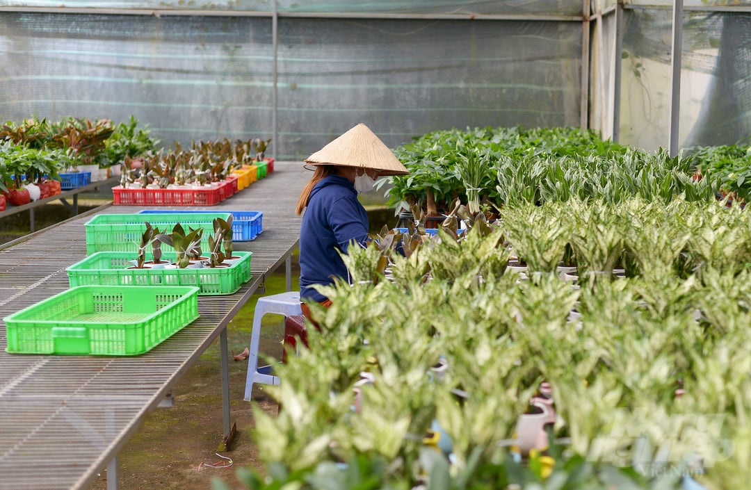 'Vừa qua, sản phẩm chậu cảnh mini từ mầm thanh long cùng nhiều loại cây khác của gia đình đã được cấp chứng nhận sản phẩm OCOP 4 sao. Điều này giúp các sản phẩm của gia đình dễ tiếp cận thị trường', chủ cơ sở chia sẻ.  