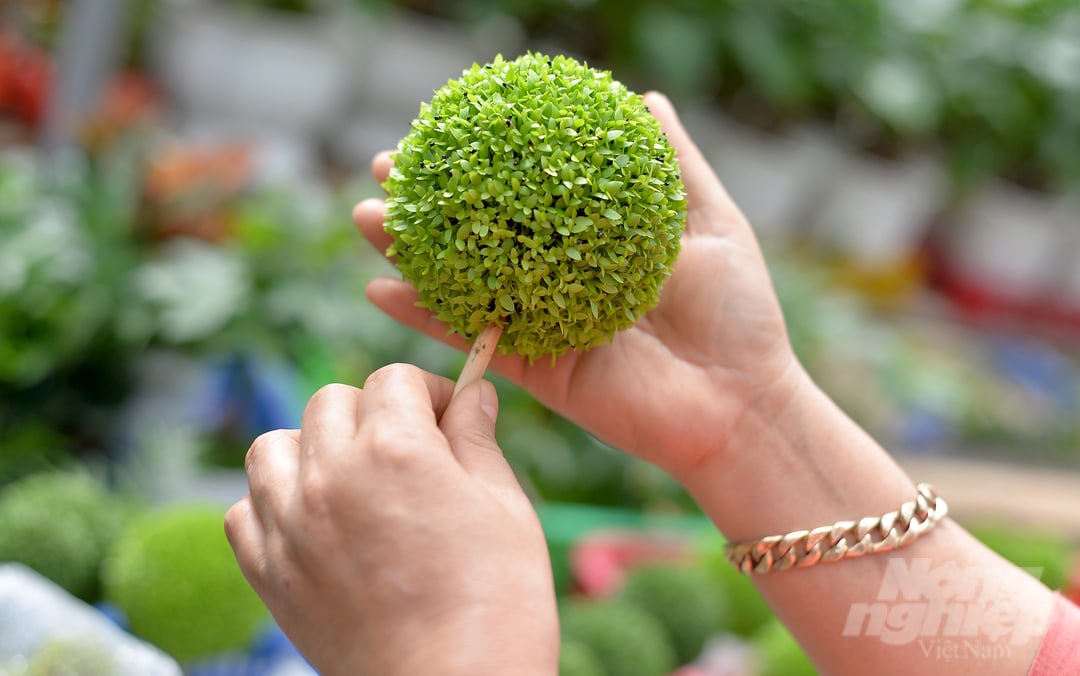 'Thông thường, sau 15 ngày chăm bón, những hạt thanh long mọc mầm và phủ kín bề mặt giá thể', bà Vũ Thị Thu chia sẻ. 