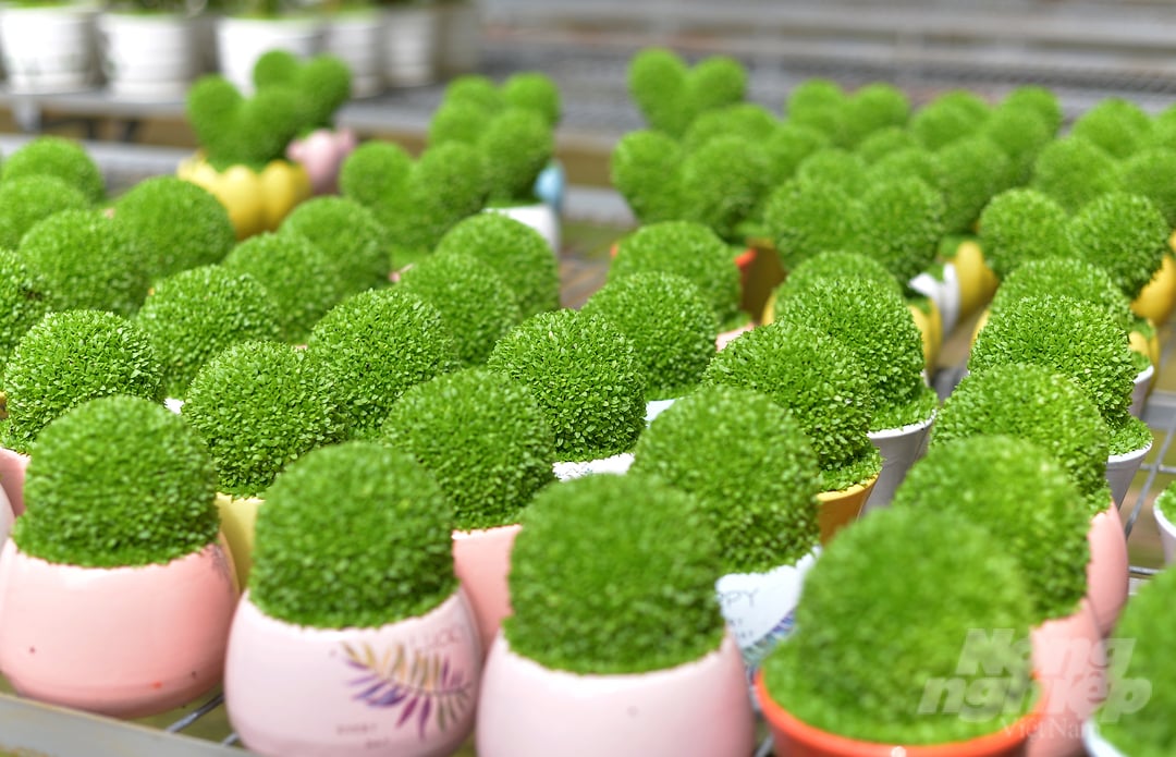 Hiện nay, để đảm bảo cho quá trình sản xuất, gia đình bà Thu đã phơi khô một lượng lớn hạt thanh long, lưu trữ làm giống. 
