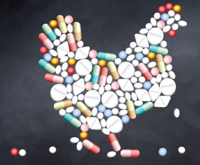 084411500_1519791737_drugged_0-092159_597.jpg Một nghiên cứu gần đây cho biết, 40% gà ở Ấn Độ được tiêm thuốc kháng sinh gây ra các rủi ro cho con người và hệ sinh thái. Theo các chuyên gia, nếu không có hành động khẩn cấp đối phó trên quy mô toàn cầu, con số thiệt hại có thể tăng vọt. Ảnh: cseindia