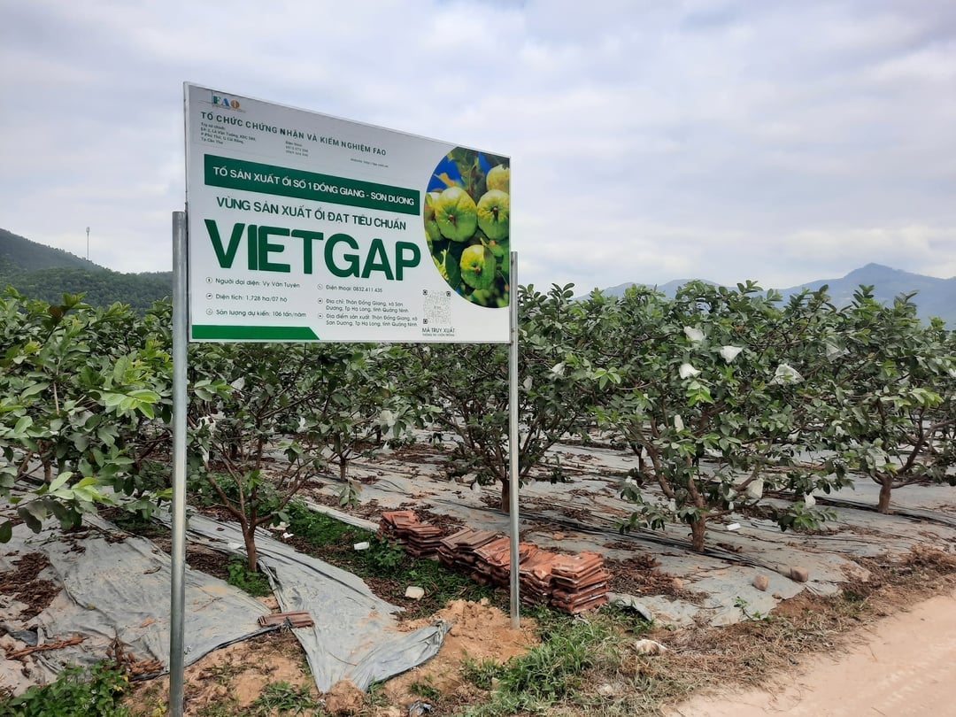 z3069435564970_91117107fa2f8bc387958e15d248c4af-132221_572.jpg Năm 2021, Trung tâm Khuyến nông tỉnh Quảng Ninh đã phối hợp với Trung tâm Dịch vụ Kỹ thuật nông nghiệp, UBND và Hội nông dân xã Sơn Dương tiến hành khảo sát địa điểm, họp nông dân chọn hộ tham gia mô hình đảm bảo yêu cầu. Theo đó, đã lựa chọn được 45 hộ nông dân tại thôn Đồng Giang - xã Sơn Dương để thực hiện mô hình với qui mô 10ha. Ảnh: Nguyễn Thành.