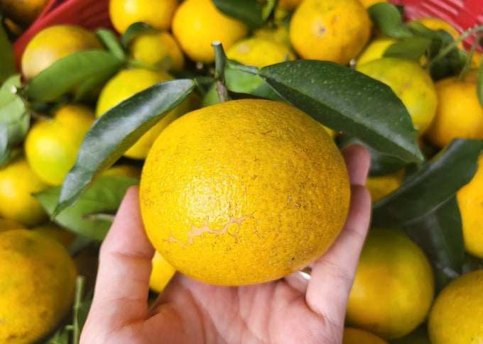 The orange selling price is currently 5,000 to 10,000 VND higher per kilogram compared to previous years.