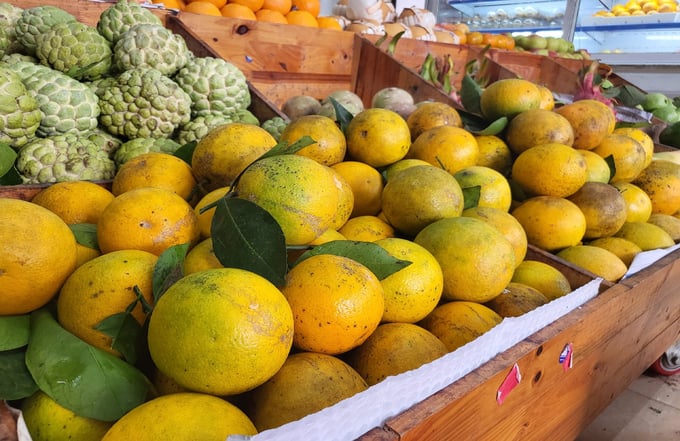 The orange selling price is currently 5,000 to 10,000 VND higher per kilogram compared to previous years.