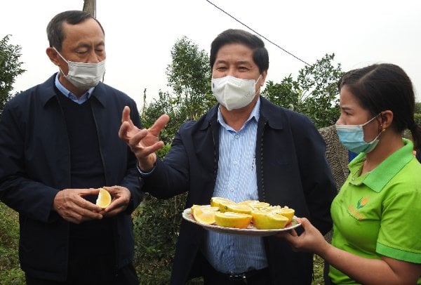 Orange yield is expected to be lower compared previous years, but the quality is uniform and the fruits are sweeter.