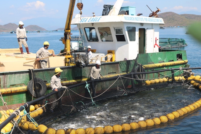 nuoi-bien-1-112438_847.jpg Tỉnh Khánh Hòa hướng tới phát triển nuôi biển công nghệ cao. Ảnh: KS.