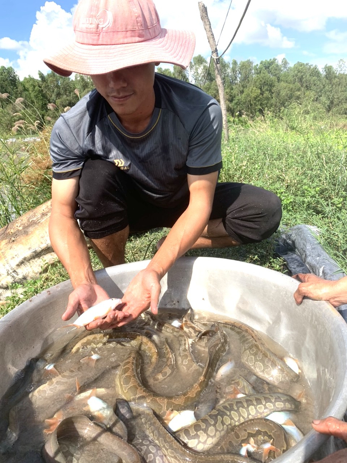 1-140205_207.jpg Cá heo đuôi đỏ và cá chạch lấu trong ao của anh Liêm hiện đã đạt trọng lượng xuất, riêng cá chạch lấu đã to từ 5-7 lạng/con, nhưng anh để giáp tết Nguyên đán mới bán. Ảnh: Hồng Thuỷ.