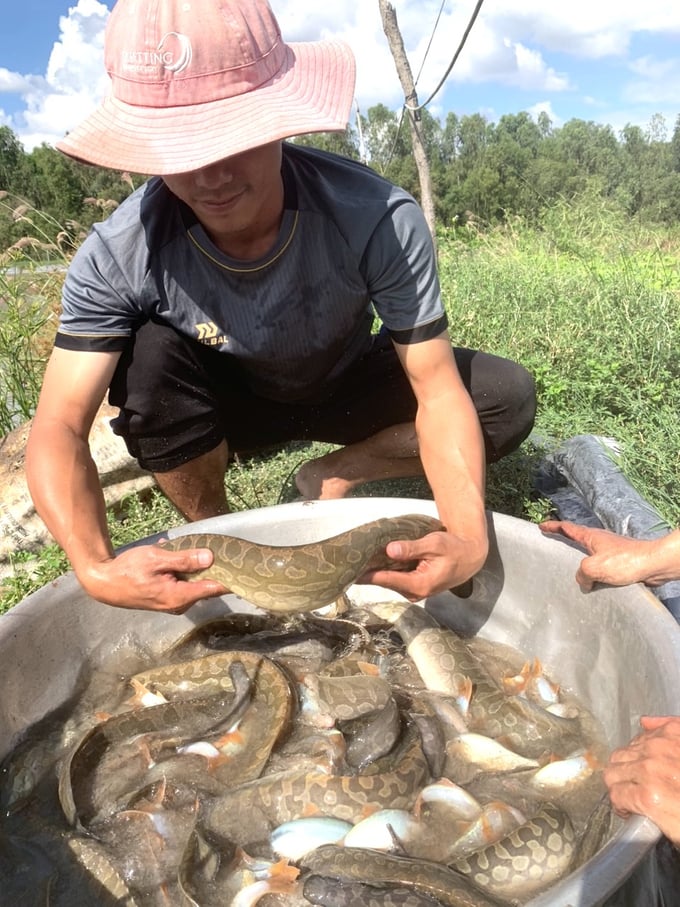 z3909331561425_001_1ea162fd6847a80124234d4d3b4b7982-141238_126.jpg Nguyễn Văn Liêm cho biết, thời gian đầu nuôi dù không thất bại, nhưng cũng chưa thành công. Khoảng 2 năm trở lại đây, tay nghề anh mới 'cứng' hơn và ngày càng thành công hơn. Ảnh: Hồng Thuỷ.