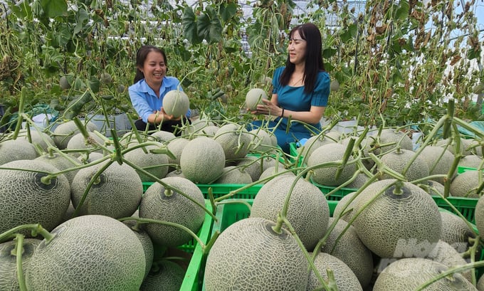 Các doanh nghiệp đầu tư đang mở rộng liên kết với các HTX và các trang trại để đảm bảo có nguồn hàng hàng lớn và ổn định xuất khẩu. Ảnh: Trần Trung.