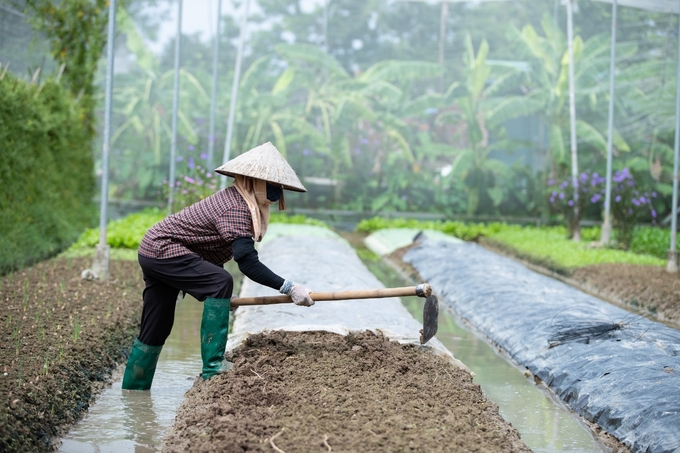 Sản xuất hữu cơ giúp phục hồi và cải thiện sức khỏe của đất.