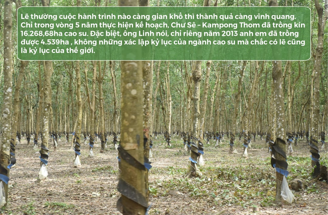 vi-ngo-ngang-cay-cao-su-tren-dat-chua-thap-122037_684.jpg