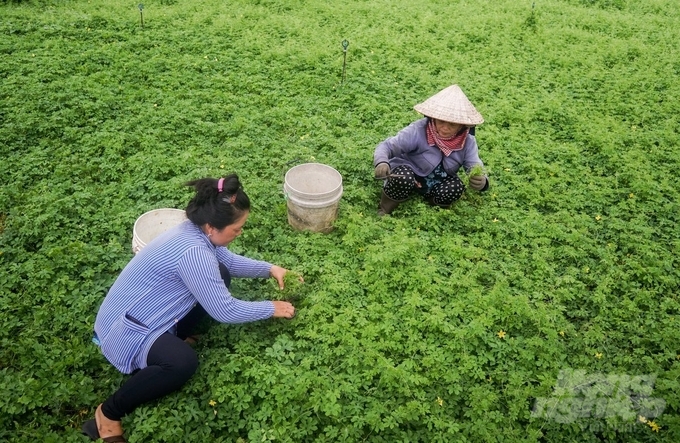 Để tạo ra chuỗi sản xuất từ khâu gieo trồng đến đầu ra sản phẩm, công ty khổ qua rừng Hiệp Vân đã tiến hành liên kết với các hộ nông dân trồng vùng nguyên liệu sạch theo hướng hữu cơ. Ảnh: Minh Sáng.