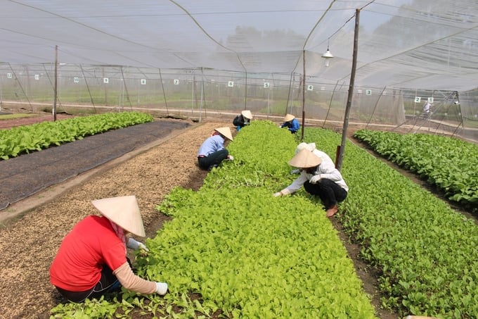Việc sử dụng phân bón hữu cơ đã có bước tiến quan trọng, qua đó thúc đẩy sản xuất nông nghiệp một cách xanh, sạch, an toàn, bền vững. Ảnh: TL.
