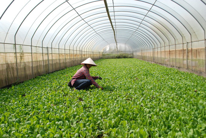 Phát triển nông nghiệp hữu cơ là một trong những giải pháp căn cơ và quan trọng nhằm góp phần phát triển nền nông nghiệp xanh, sạch, bền vững, an toàn, hiệu quả, có trách nhiệm. Ảnh: TL.
