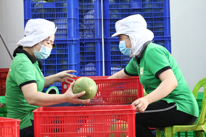 Up to now, Chanh Thu Import-Export Group Joint Stock Company has had 6 fruit products exported to the US market. They include Longan, rambutan, mango, milkweed, dragon fruit, and green-skinned pomelo. Photo: Kim Anh. 