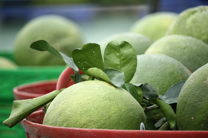 After the first order of green-skinned pomelo was exported to the United States. General Director of Chanh Thu Company General Director of Chanh Thu Company wishes that businesses and local authorities in Ben Tre province will sit down to calculate the planning of a large raw material area for green-skinned pomelo. Photo: Kim Anh.