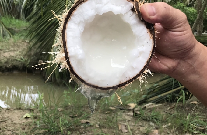 The makapuno, which is a specialty of Tra Vinh province.
