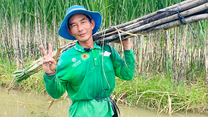 img_047900_19_06_21305still006-151545_901.jpeg Ông Trần Hồng Phường phấn khởi năm nay khi thương lái đến bỏ cọc mía giá cao. Ảnh: Hồ Thảo.